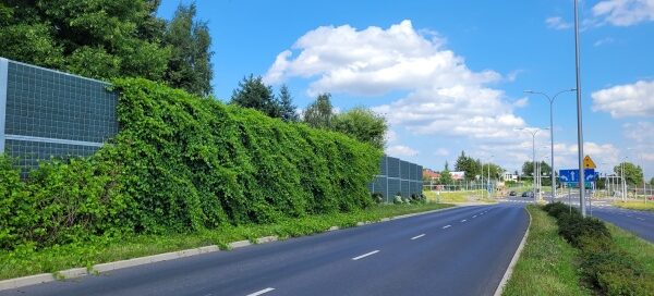 Obsadzenie pnączami ekranów akustycznych w pasach drogowych.