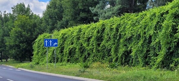 Ekrany akustyczne z pnączami.