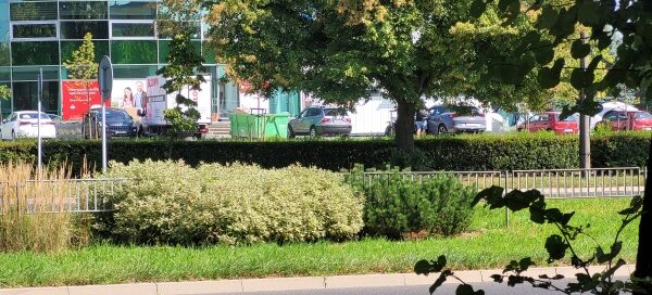 Pas roślinności z nasadzeniami obok ulicy.