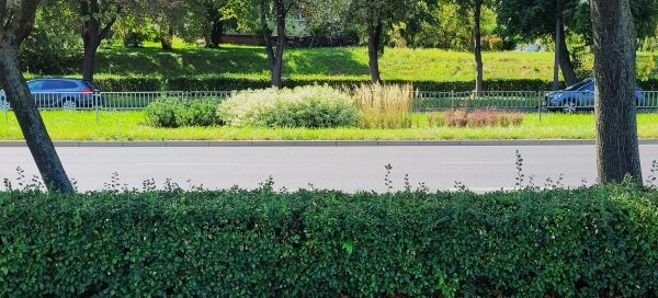 Żywopłot oddzielający chodnik od ulicy.