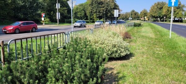 Pas zieleni z nasadzeniemi.