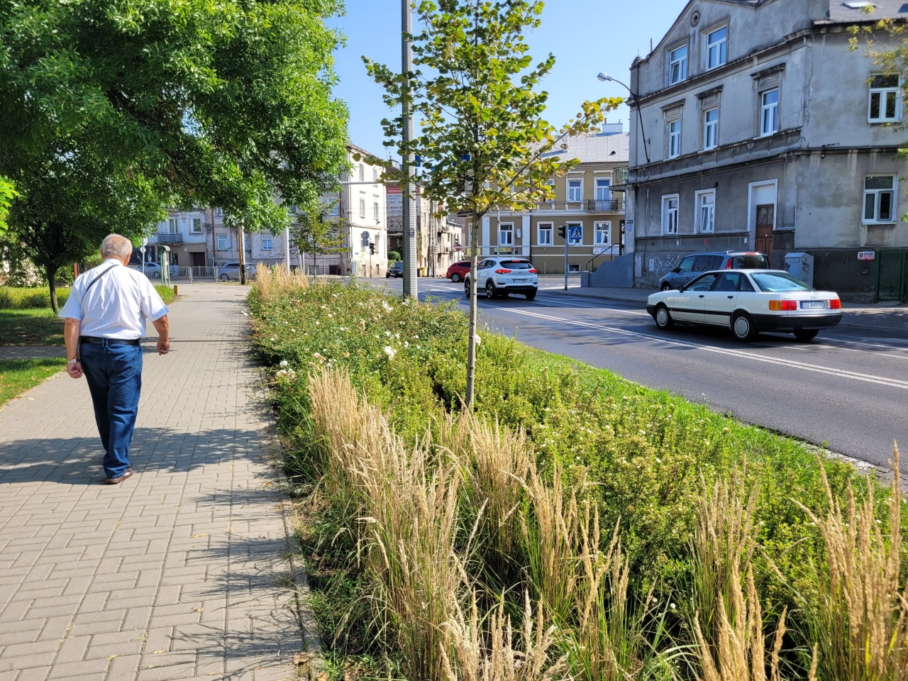 Pas roślinności pomiędzy chodnikiem a ulicą.