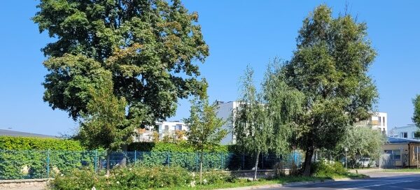 Pas roślinności obok ulicy.