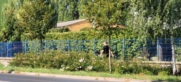 Pas roślinności obok ulicy.