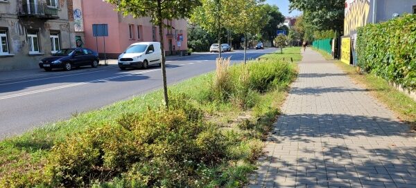 Pas roślinności pomiędzy chodnikiem a ulicą.