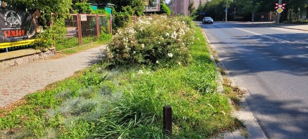 Pas roślinności pomiędzy chodnikiem a ulicą.