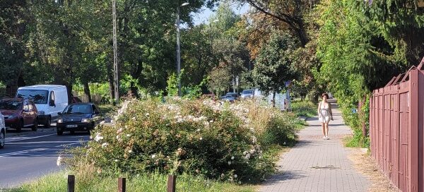 Pas roślinności pomiędzy chodnikiem a ulicą.