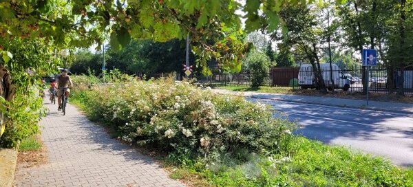 Pas roślinności pomiędzy chodnikiem a ulicą.