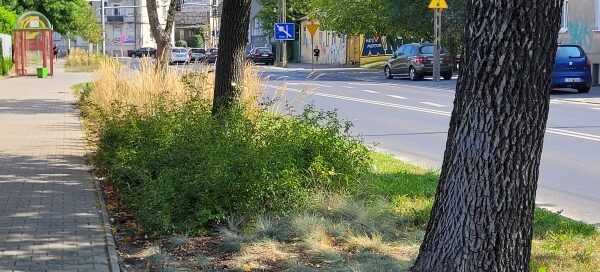 Pas roślinności pomiędzy chodnikiem a ulicą.