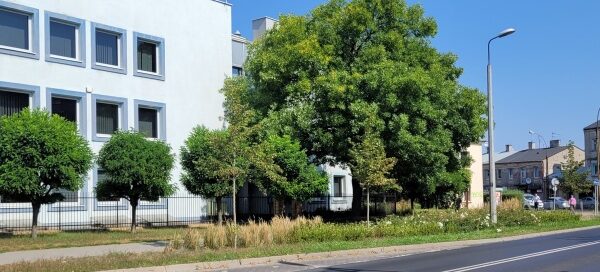 Pas roślinności obok ulicy.