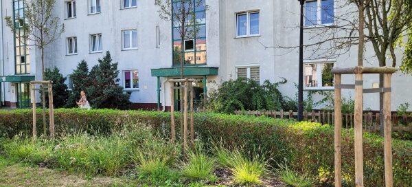 Trawnik z żywopłotem i drzewami. W tle widać blok.