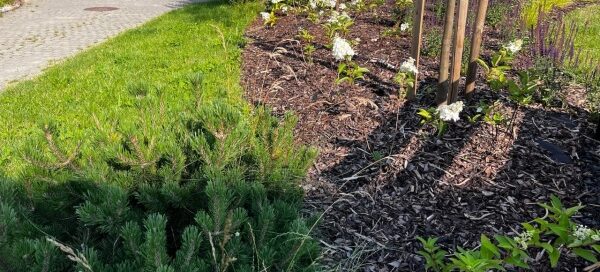 Nasadzenia krzewów.