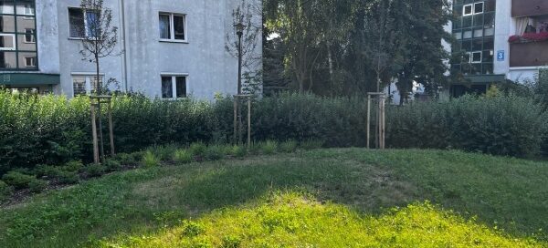 Trawnik z nasadzeniami drzew i krzewów.