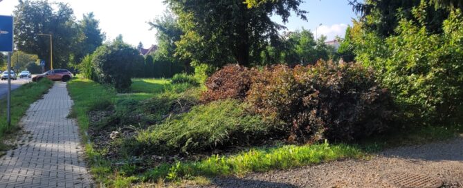 Roślinność po obu stronach chodnika.