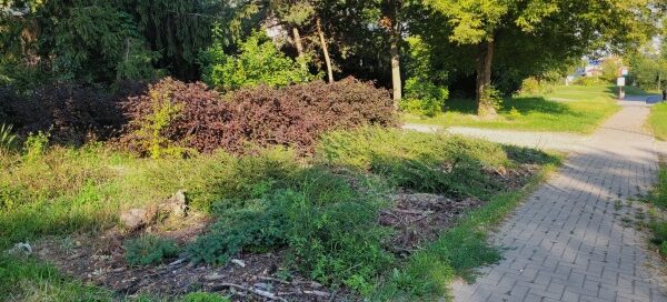 Roślinność obok chodnika.