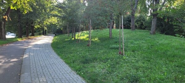 Chodnik i ścieżka rowerowa, biegnące wśród wiekowych drzew. Na trawniku ustawione Rzeźby.