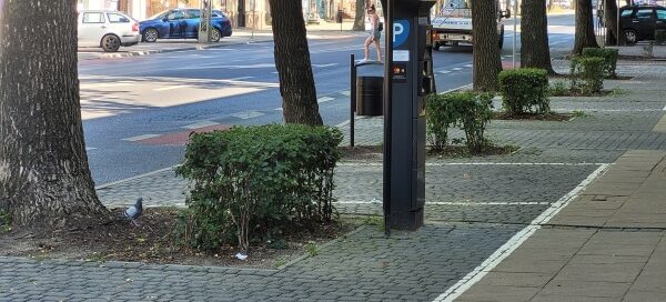 Drzewa i krzewy oddzielające miejsca parkingowe.