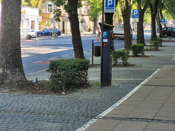 Drzewa i krzewy oddzielające miejsca parkingowe.