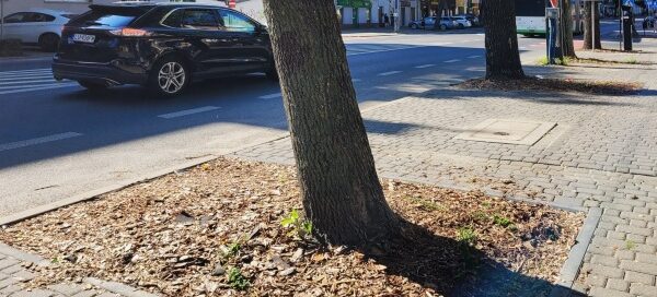 Drzewa oddzielające miejsca parkingowe.
