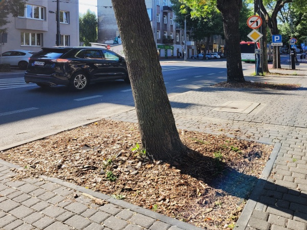 Drzewa oddzielające miejsca parkingowe.