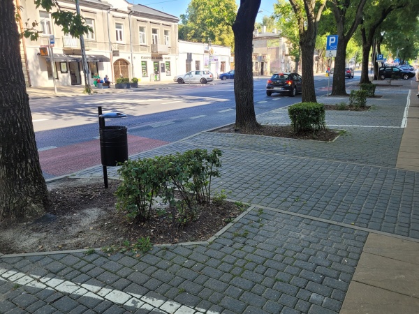 Drzewa i krzewy oddzielające miejsca parkingowe.