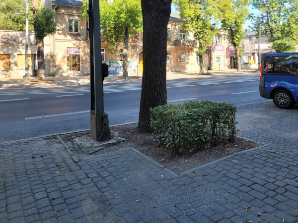 Drzewa i krzewy oddzielające miejsca parkingowe.