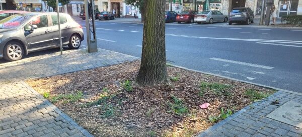 Drzewa oddzielające miejsca parkingowe.