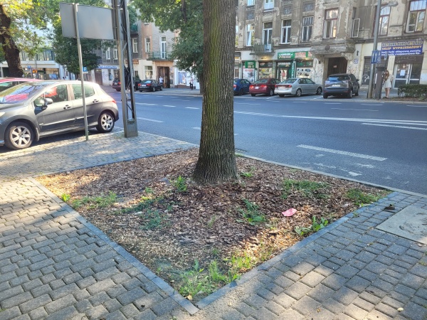Drzewa oddzielające miejsca parkingowe.