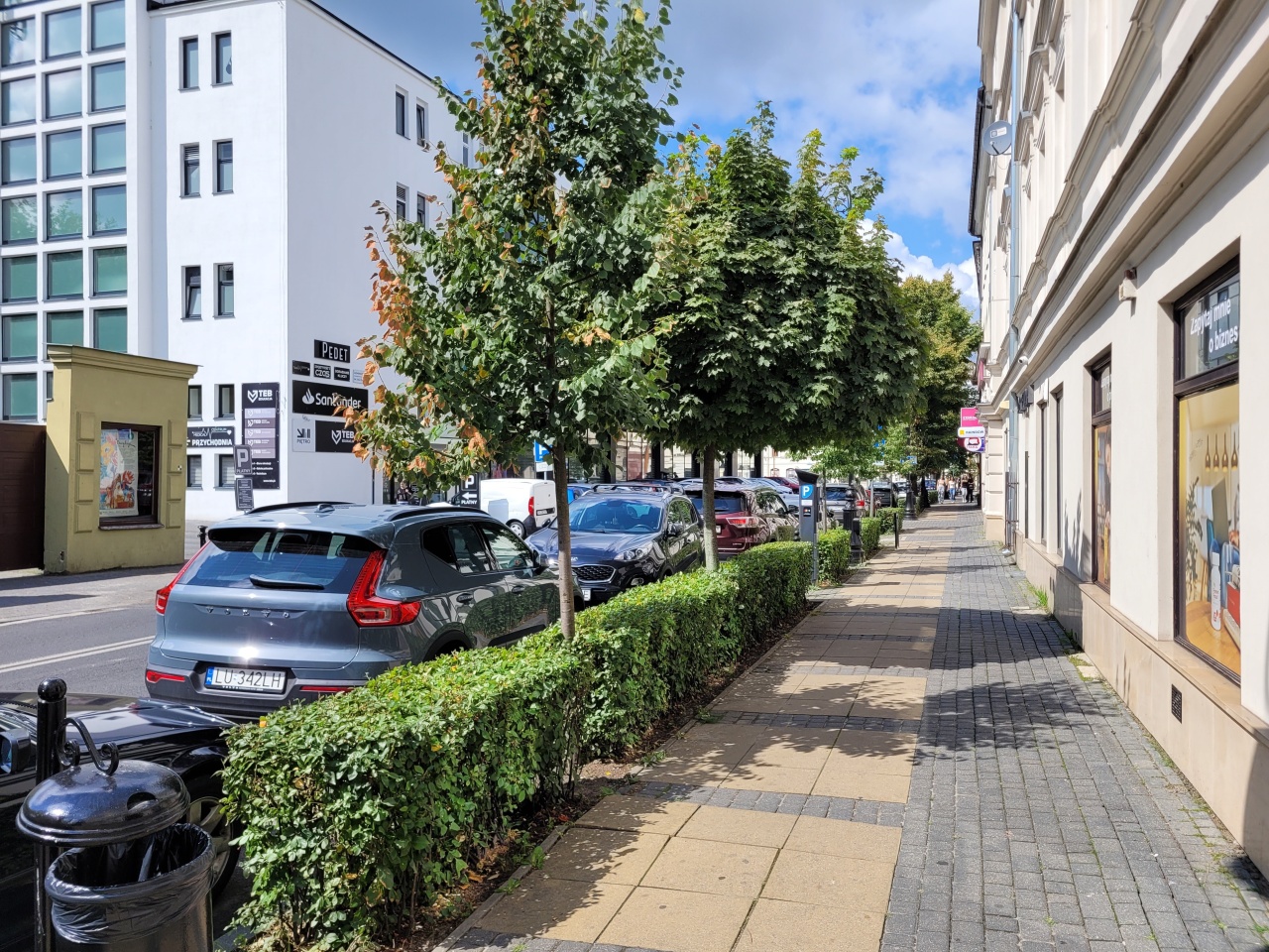 Drzewa i żywopłot, odzielające chodnik od ulicy, w centrum miasta.