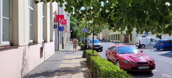 Drzewa i żywopłot, odzielające chodnik od ulicy, w centrum miasta.