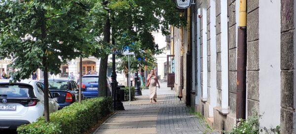 Drzewa i żywopłot, odzielające chodnik od ulicy, w centrum miasta.