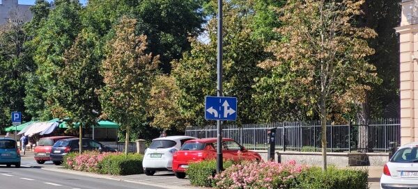 Drzewa i krzewy oddzielające chodnik od ulicy w centrum miasta.