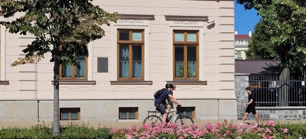 Drzewa i krzewy oddzielające chodnik od ulicy w centrum miasta.