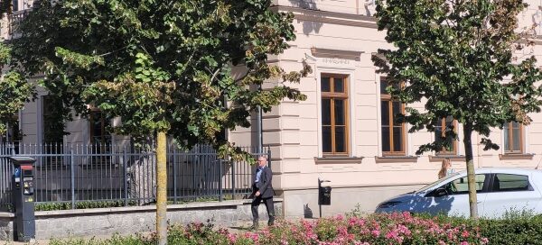 Drzewa i krzewy oddzielające chodnik od ulicy w centrum miasta.