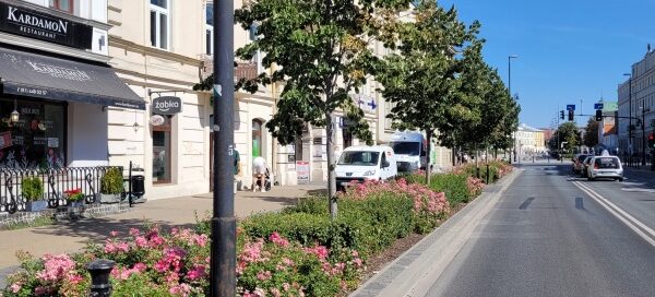 Drzewa i krzewy oddzielające chodnik od ulicy w centrum miasta.