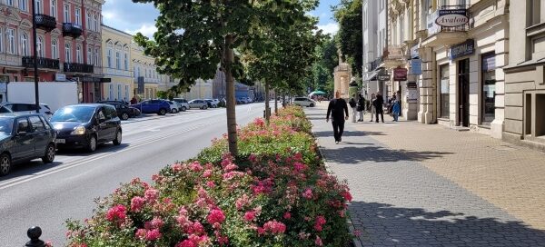 Drzewa i krzewy oddzielające chodnik od ulicy w centrum miasta.