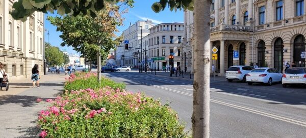 Drzewa i krzewy oddzielające chodnik od ulicy w centrum miasta.