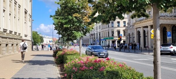 Drzewa i krzewy oddzielające chodnik od ulicy w centrum miasta.