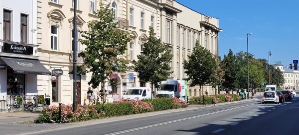 Drzewa i krzewy oddzielające chodnik od ulicy w centrum miasta.