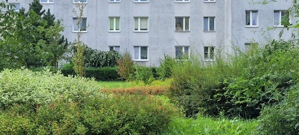 Roślinność skweru.