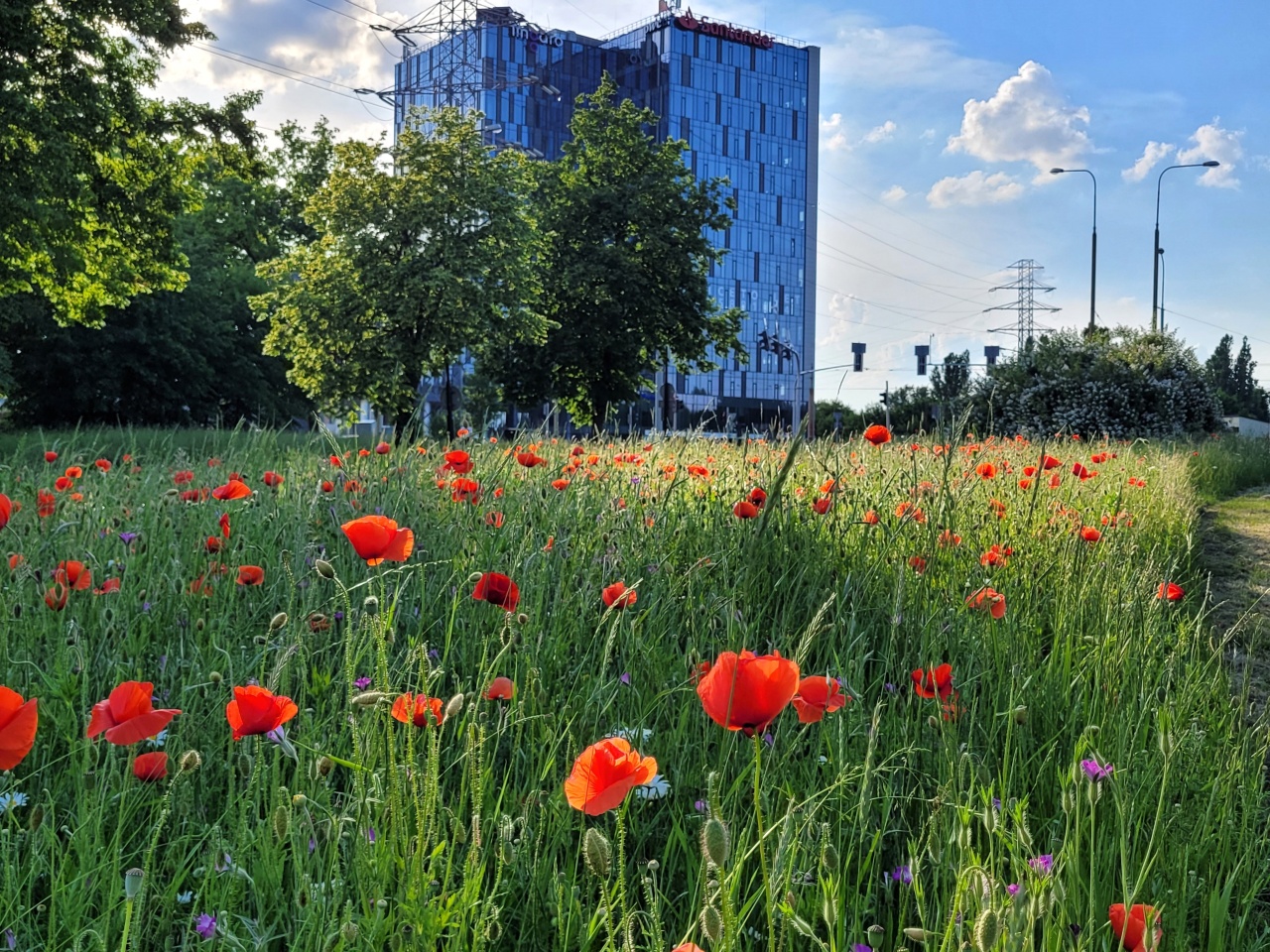Łąka zasiana w pasach zieleni, pomiędzy jezdniami. W tle widać biurowiec.
