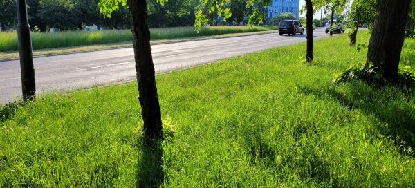 Drzewa rosnące na trawniku, przy ulicy.