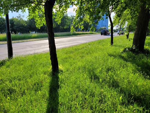 Drzewa rosnące na trawniku, przy ulicy.
