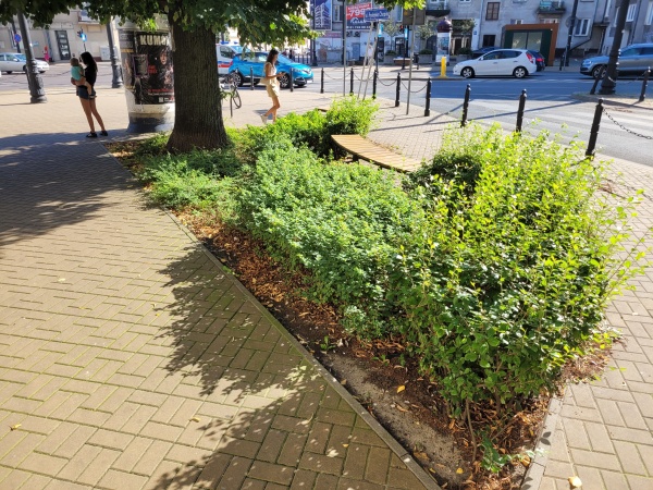 Roślinność skweru.