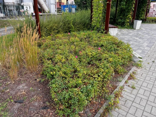 Mały skwer z ławkami i roślinnością na terenie obok fabryki.