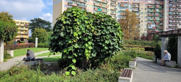 Skwer z roślinnością i betonowymi ławkami. W tle widoczny blok mieszkalny.