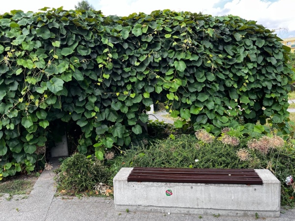 Betonowa ławka, za którą widoczne są pnącza.