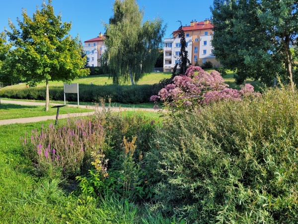 Roślinność ogrodu deszczowego. W tle widać bloki.