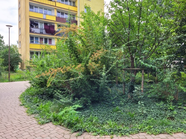 Alejki wśród roślinności. W tle widoczny blok.