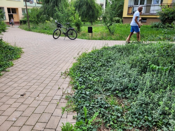 Alejki wśród roślinności.